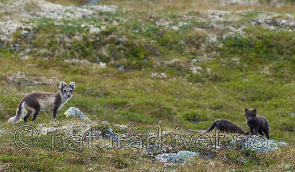 BB 11 0126 / Vulpes lagopus / Fjellrev