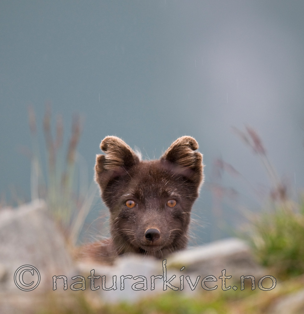 BB 11 0129 / Vulpes lagopus / Fjellrev