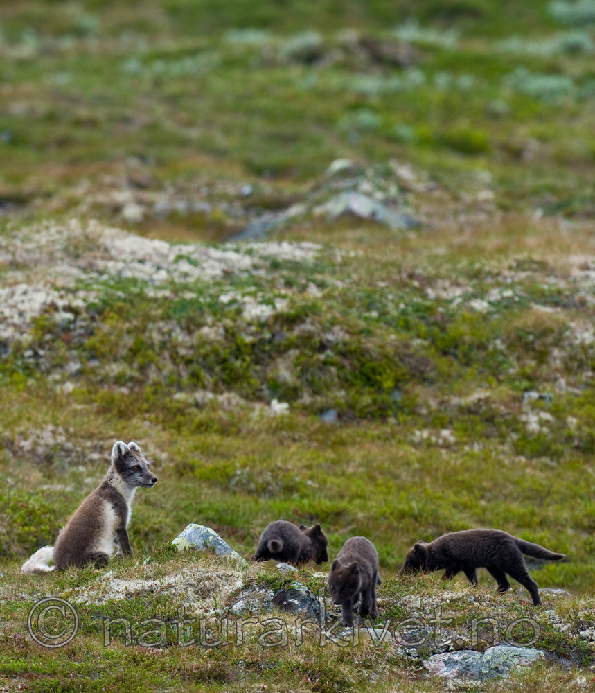 BB 11 0130 / Vulpes lagopus / Fjellrev