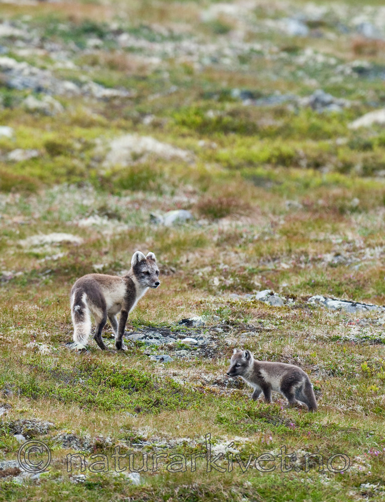 BB 11 0132 / Vulpes lagopus / Fjellrev