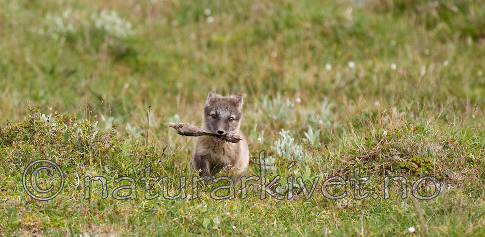 BB 11 0135 / Vulpes lagopus / Fjellrev