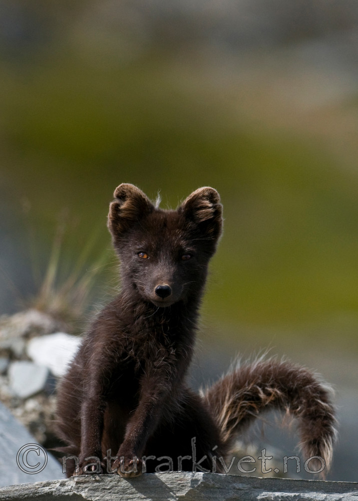 BB 11 0136 / Vulpes lagopus / Fjellrev