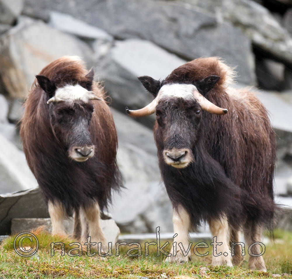 BB 11 0137 / Ovibos moschatus / Moskusfe