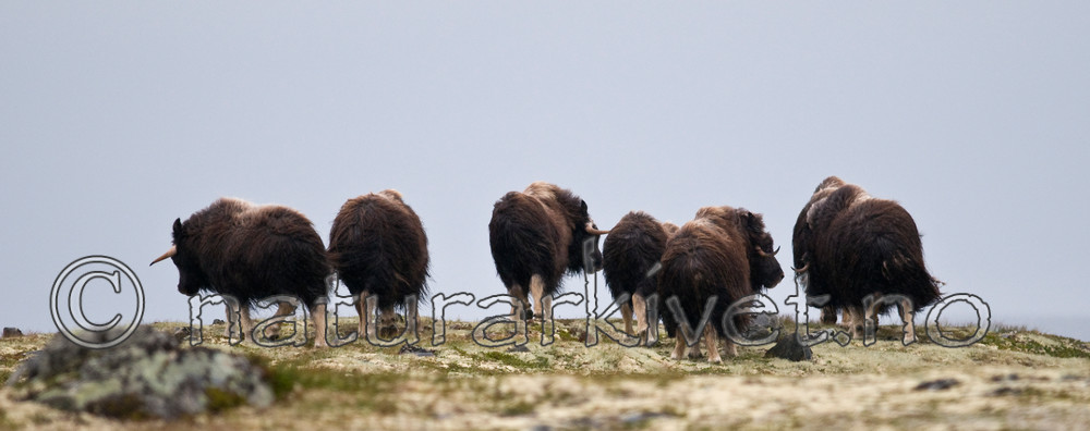 BB 11 0138 / Ovibos moschatus / Moskusfe