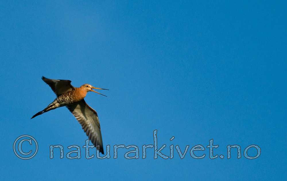 BB 11 0140 / Limosa limosa / Svarthalespove