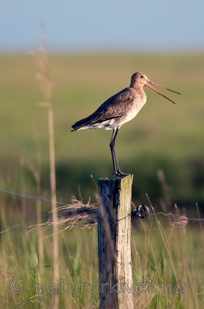 BB 11 0142 / Limosa limosa / Svarthalespove