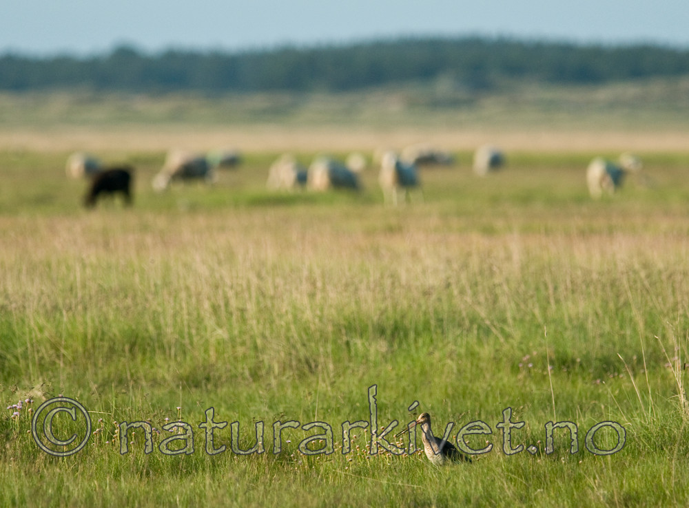 BB 11 0144 / Limosa limosa / Svarthalespove <br /> Ovis aries / Sau