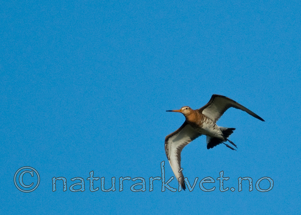 BB 11 0145 / Limosa limosa / Svarthalespove