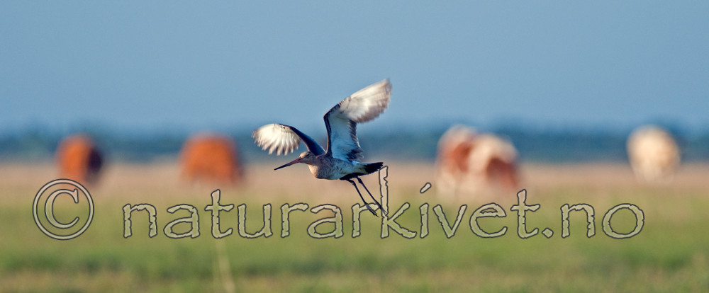 BB 11 0146 / Bos taurus / Storfe <br /> Limosa limosa / Svarthalespove