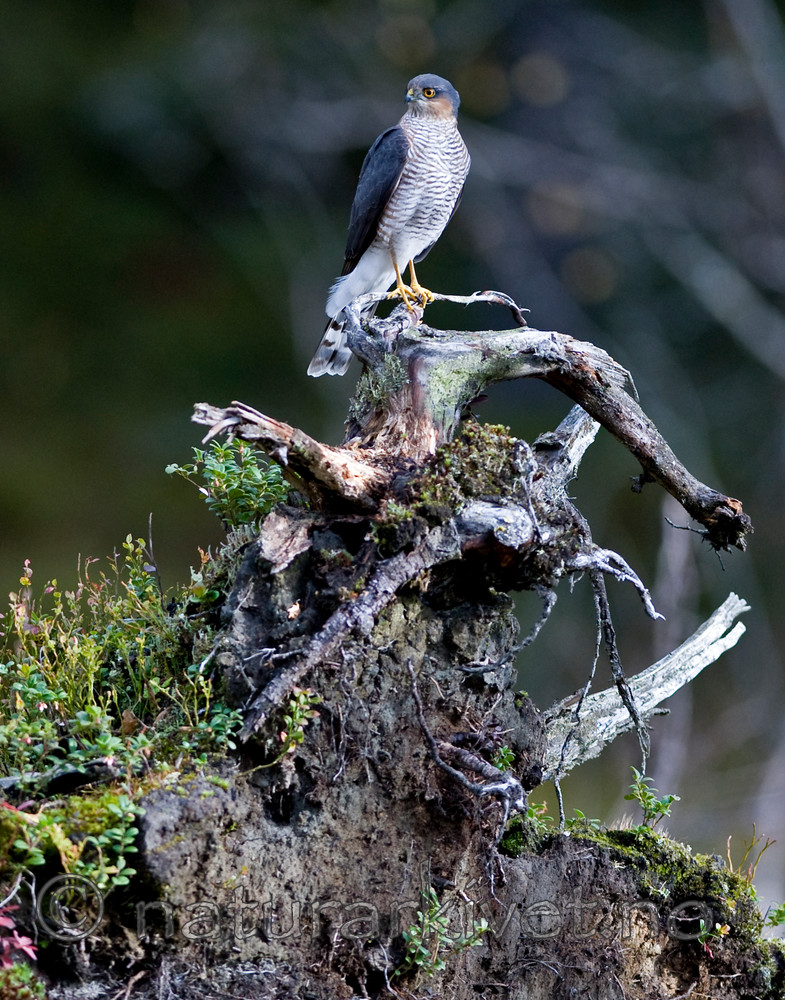 BB 11 0158 / Accipiter nisus / Spurvehauk