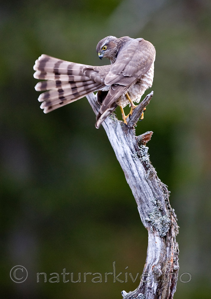 BB 11 0159 / Accipiter nisus / Spurvehauk