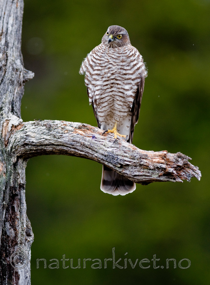 BB 11 0160 / Accipiter nisus / Spurvehauk