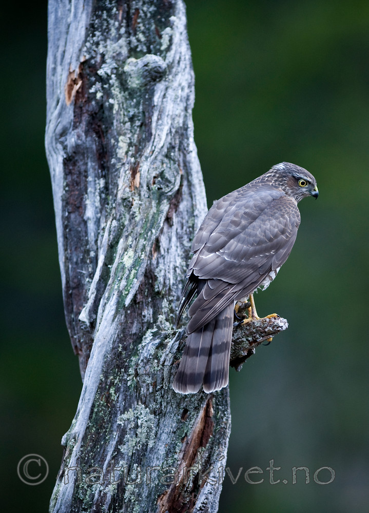 BB 11 0161 / Accipiter nisus / Spurvehauk