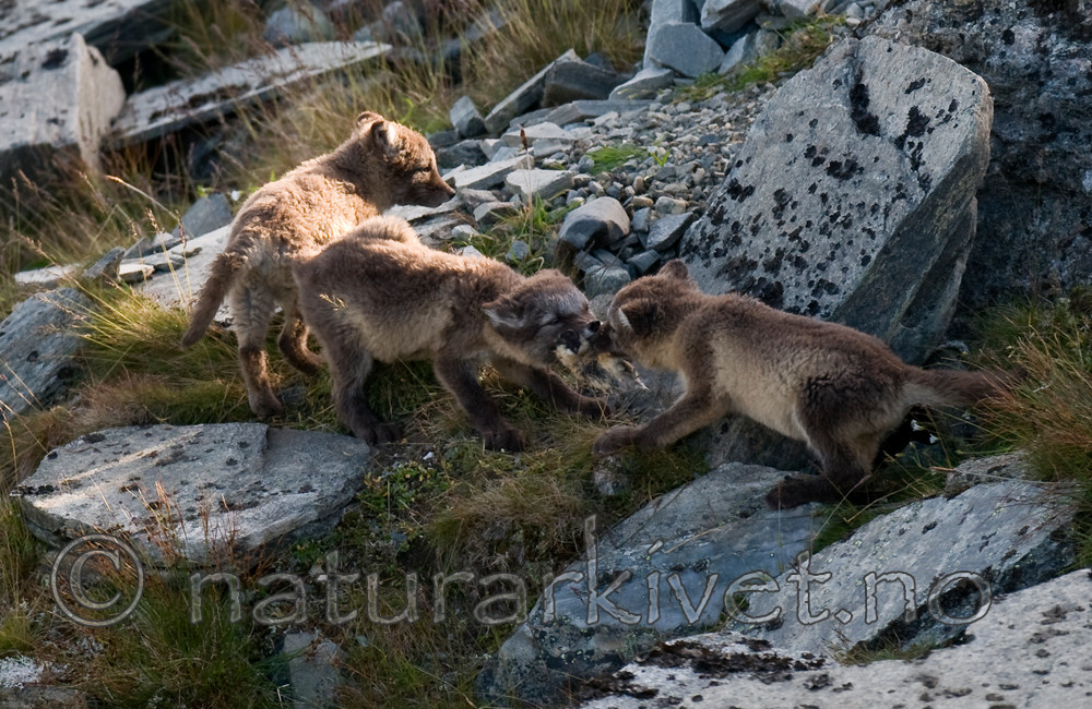 BB 11 0172 / Lemmus lemmus / Lemen <br /> Vulpes lagopus / Fjellrev