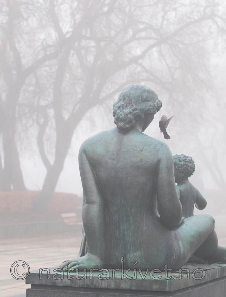 BB 11 0175 / Turdus merula / Svarttrost