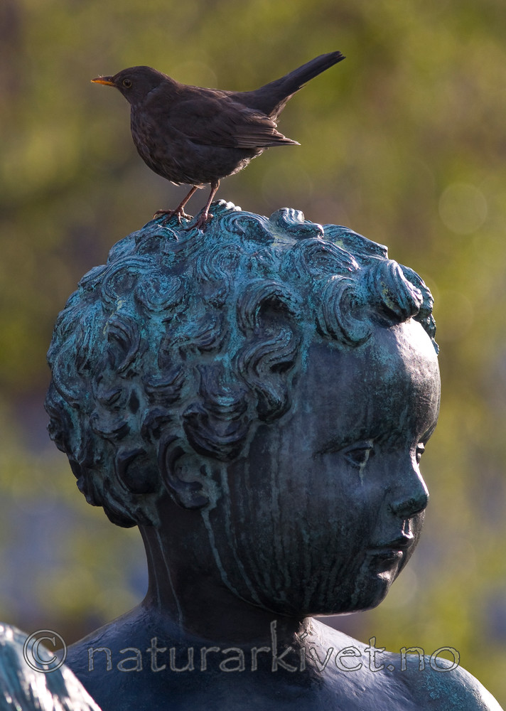 BB 11 0176 / Turdus merula / Svarttrost
