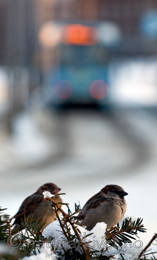 BB 11 0180 / Passer domesticus / Gråspurv