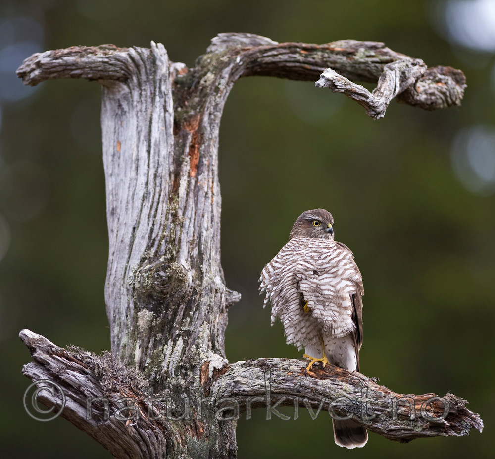 BB 11 0191 / Accipiter nisus / Spurvehauk