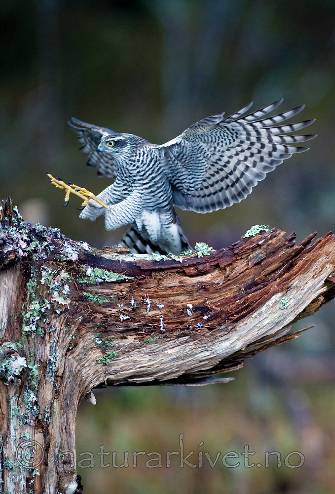 BB 11 0194 / Accipiter nisus / Spurvehauk