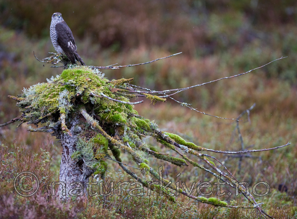 BB 11 0198 / Accipiter nisus / Spurvehauk