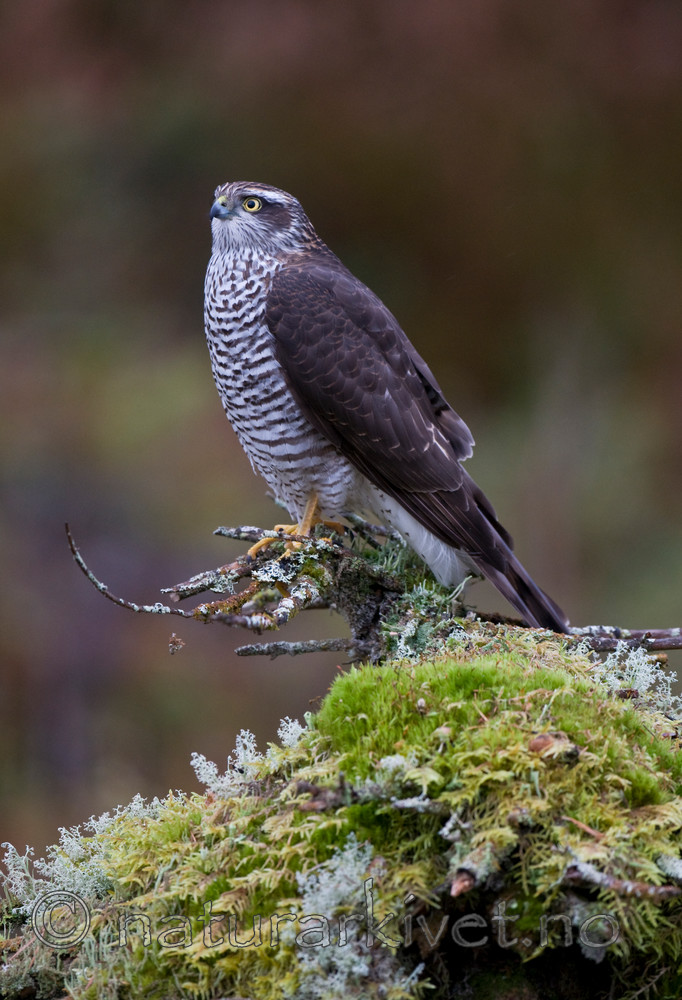 BB 11 0201 / Accipiter nisus / Spurvehauk