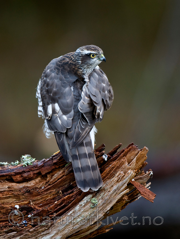 BB 11 0203 / Accipiter nisus / Spurvehauk