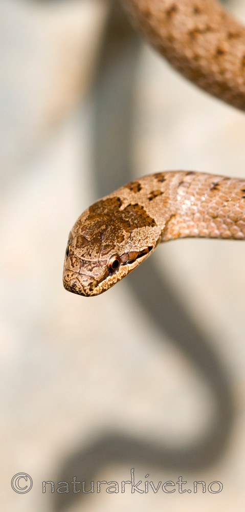 BB 11 0216 / Coronella austriaca / Slettsnok