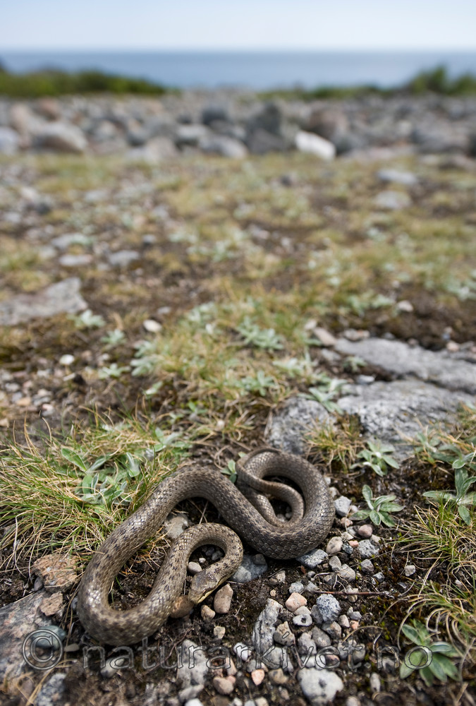 BB 11 0219 / Coronella austriaca / Slettsnok