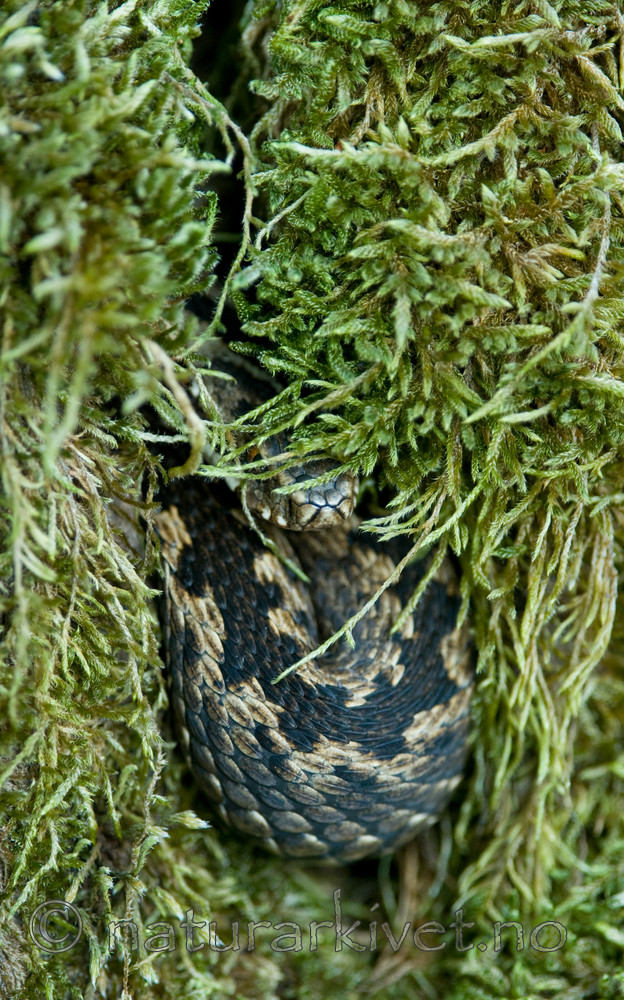 BB 11 0228 / Vipera berus / Hoggorm