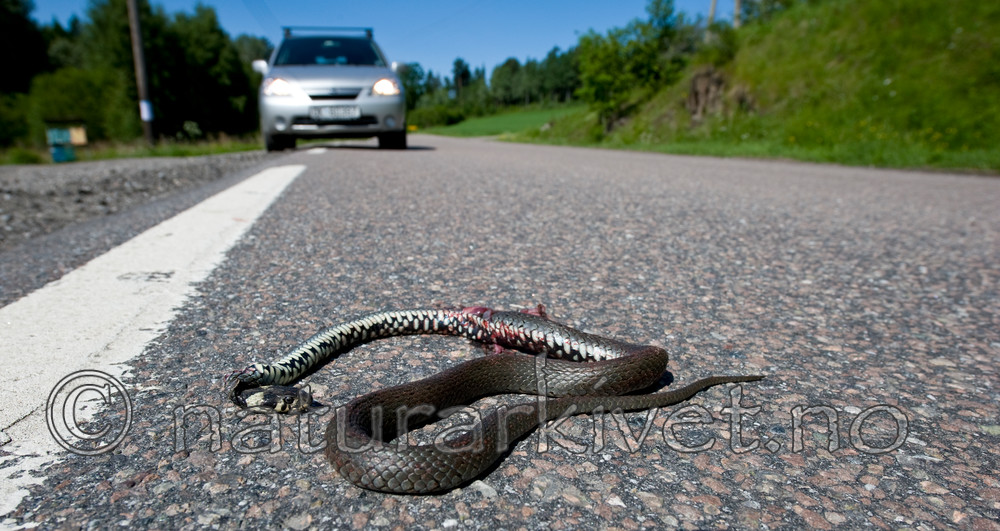 BB 11 0232 / Natrix natrix / Buorm