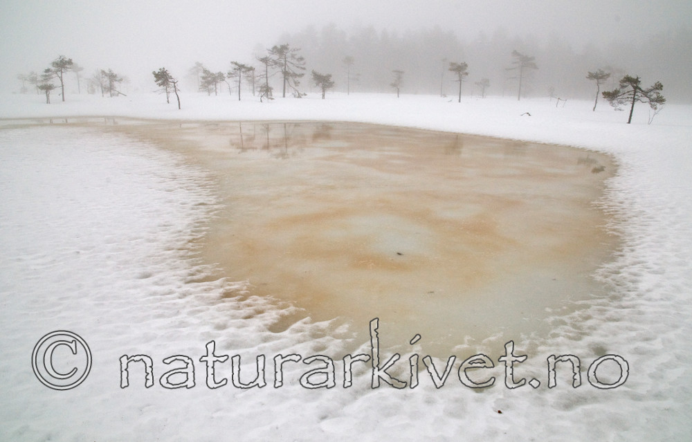 BB 11 0260 / Pinus sylvestris / Furu