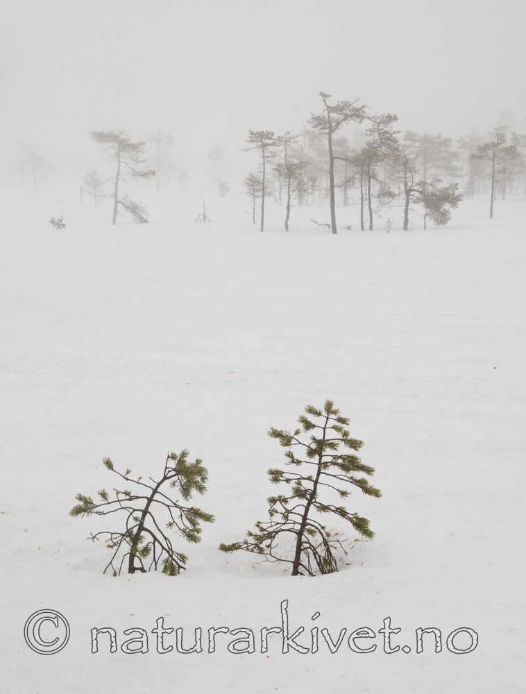 BB 11 0263 / Pinus sylvestris / Furu