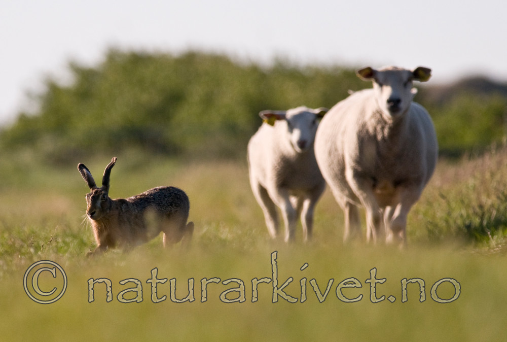 BB 11 0277 / Lepus europaeus / Sørhare <br /> Ovis aries / Sau