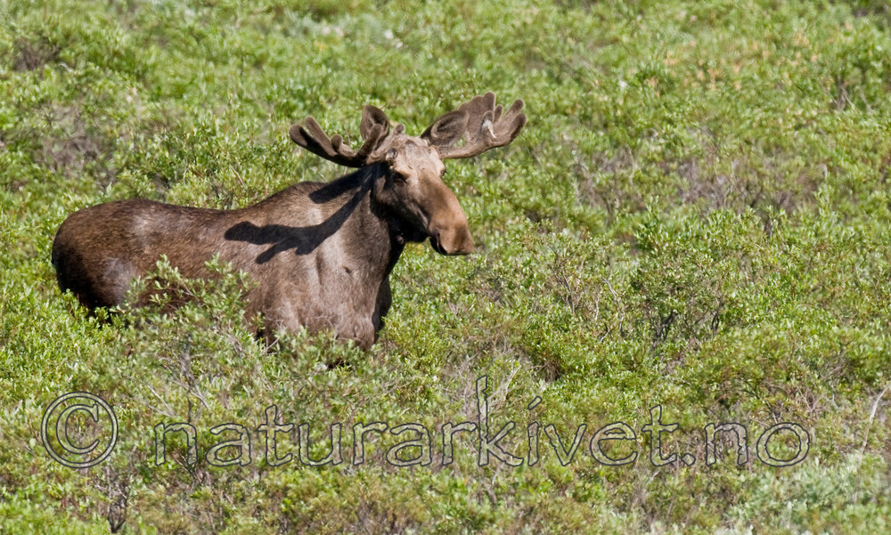 BB 11 0282 / Alces alces / Elg