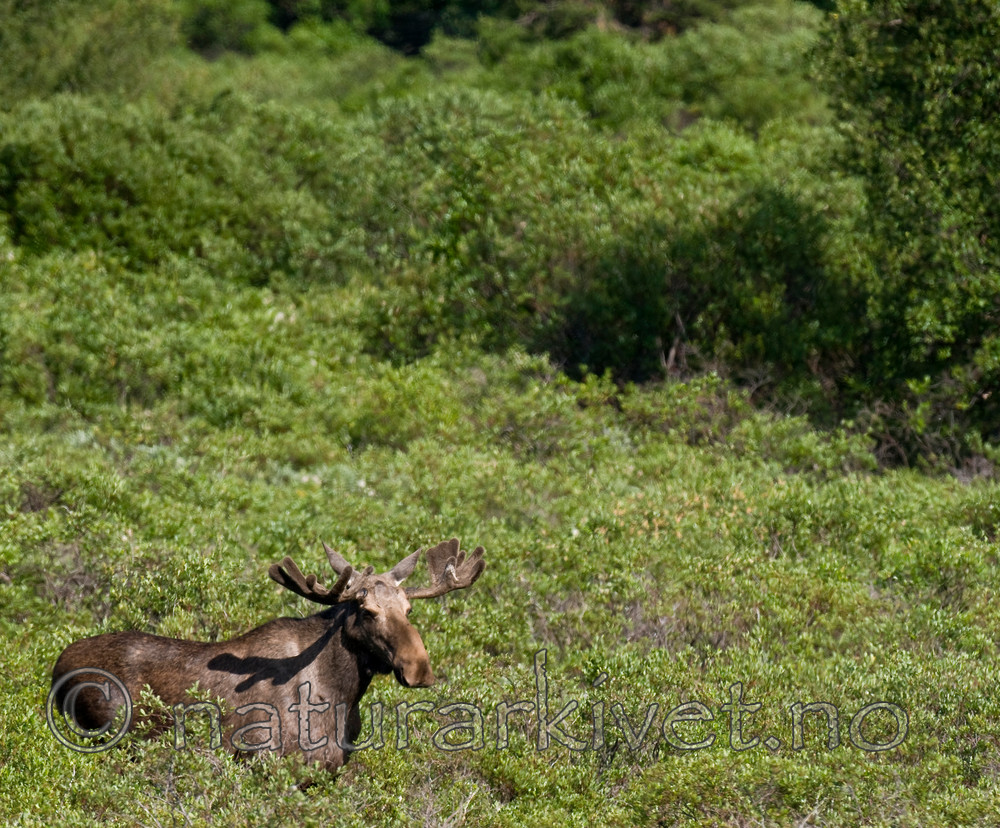 BB 11 0283 / Alces alces / Elg