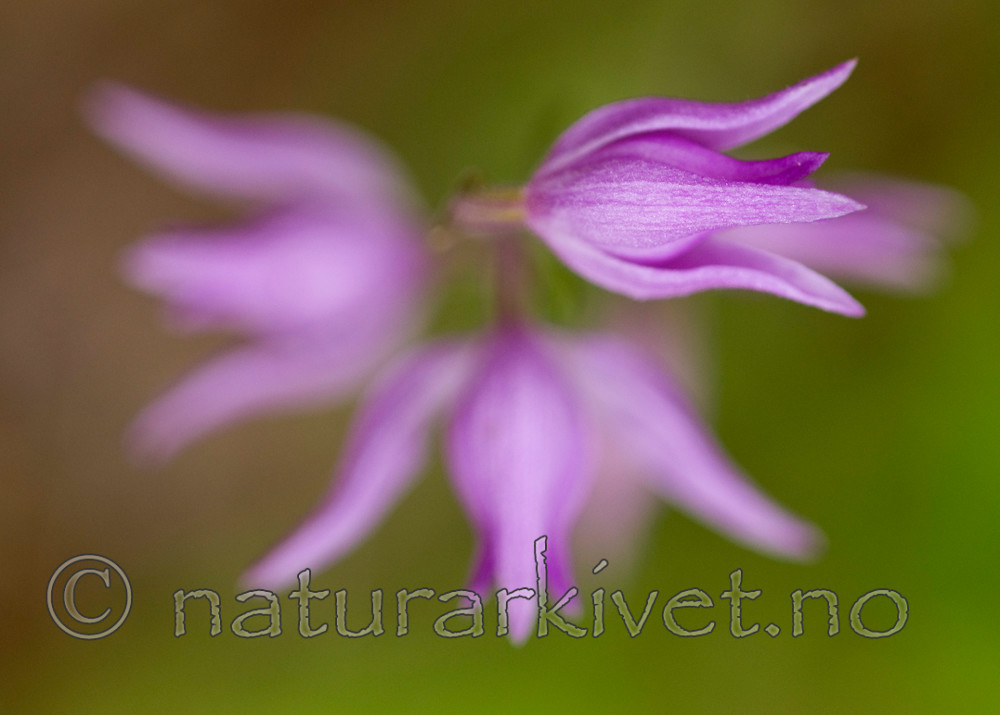 BB 11 0289 / Cephalanthera rubra / Rød skogfrue