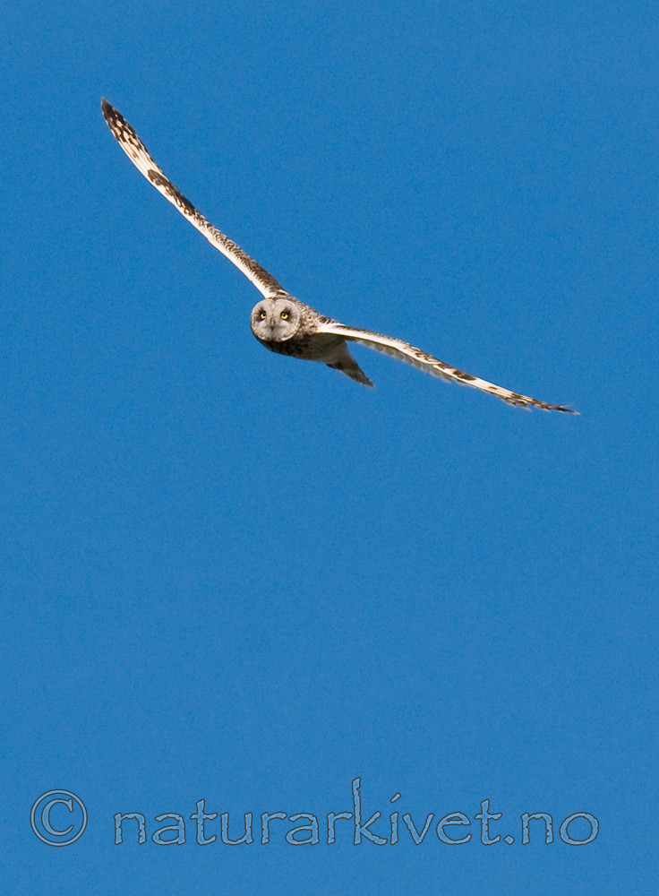 BB 11 0296 / Asio flammeus / Jordugle