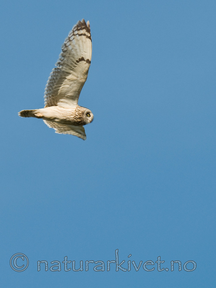 BB 11 0301 / Asio flammeus / Jordugle