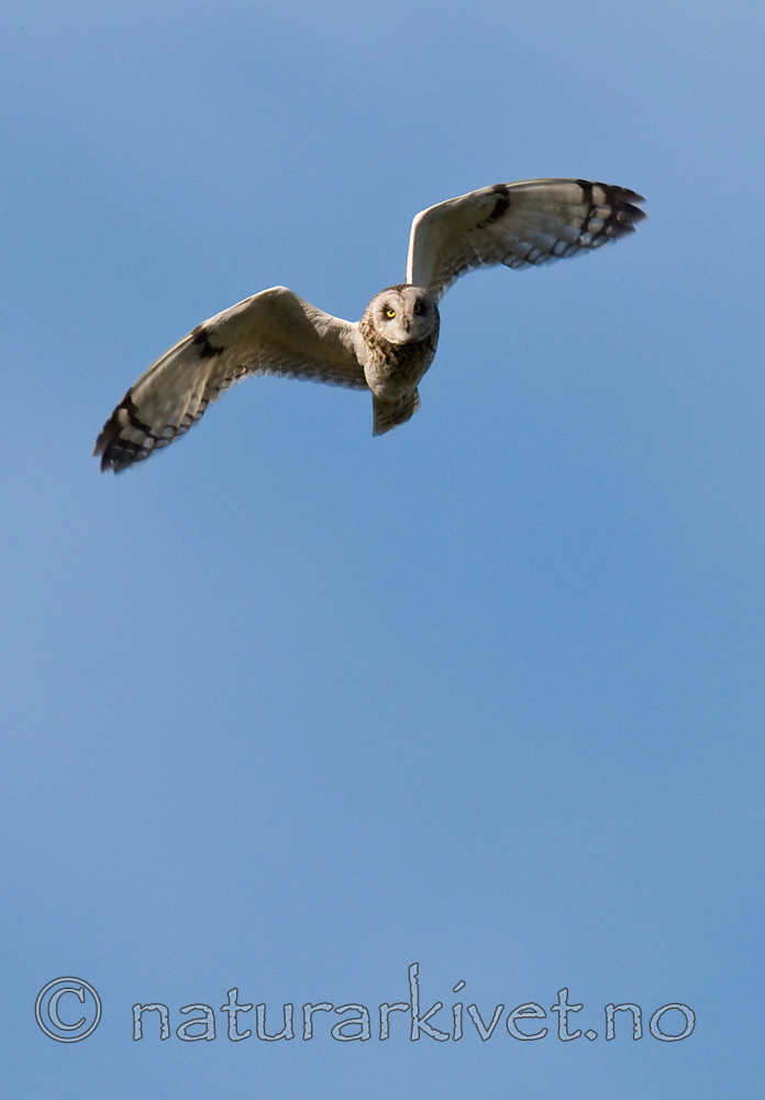 BB 11 0304 / Asio flammeus / Jordugle