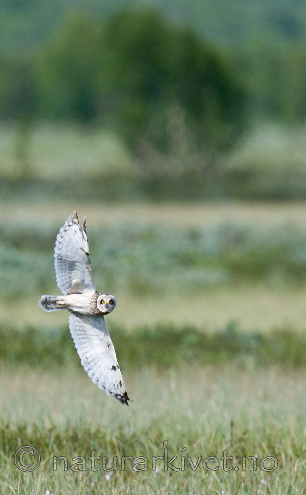 BB 11 0307 / Asio flammeus / Jordugle