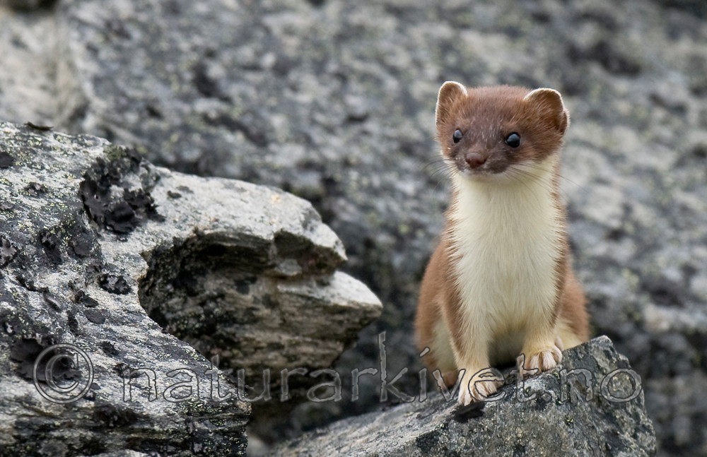 BB 11 0309 / Mustela erminea / Røyskatt