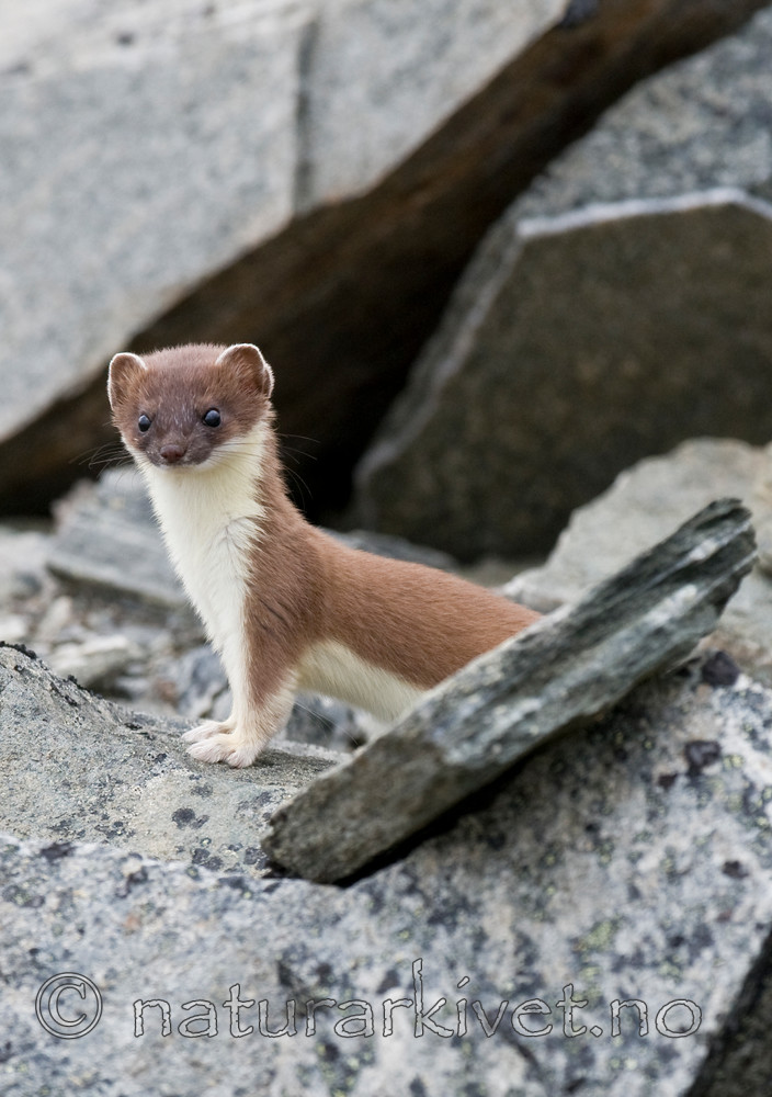 BB 11 0311 / Mustela erminea / Røyskatt