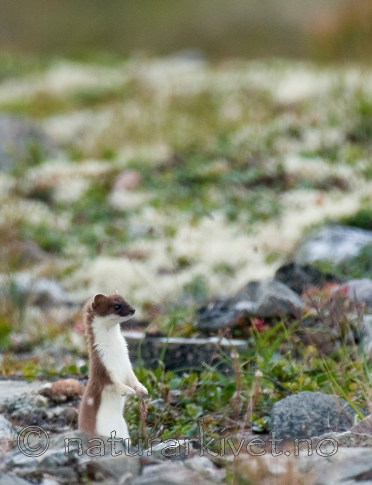 BB 11 0313 / Mustela erminea / Røyskatt
