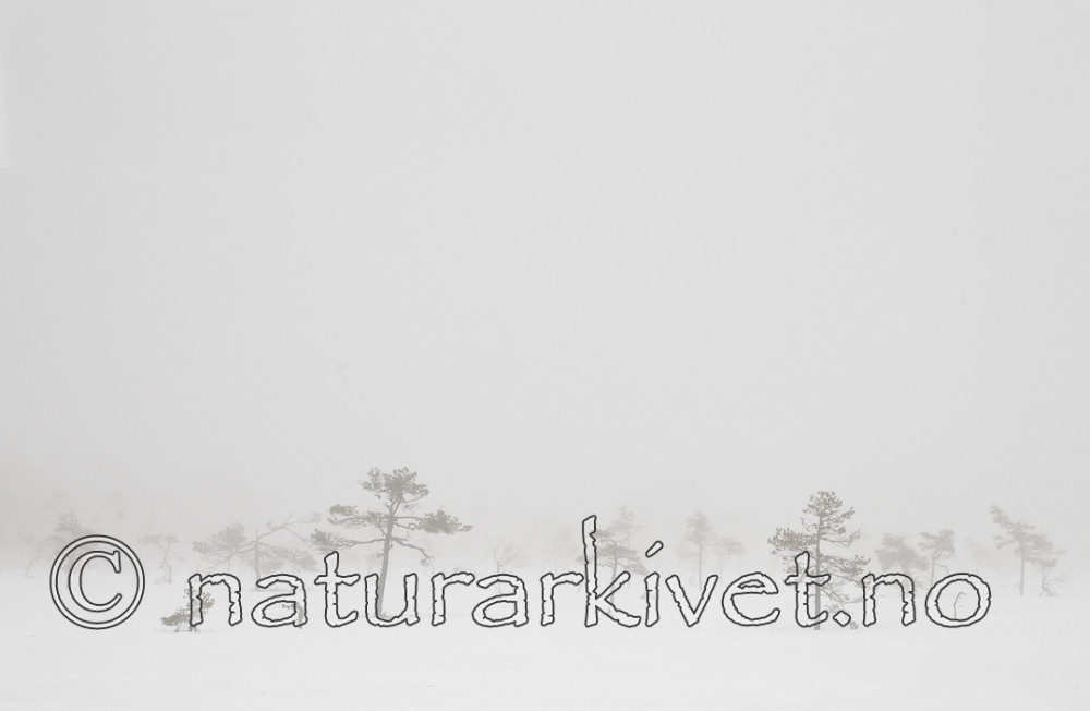 BB 11 0319 / Pinus sylvestris / Furu