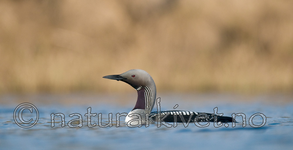 BB 11 0321 / Gavia arctica / Storlom