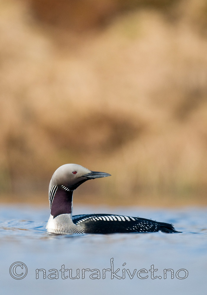 BB 11 0322 / Gavia arctica / Storlom