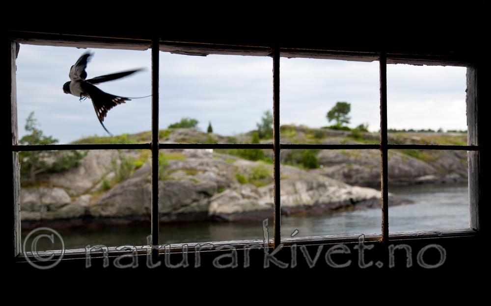 BB 11 0325 / Hirundo rustica / Låvesvale