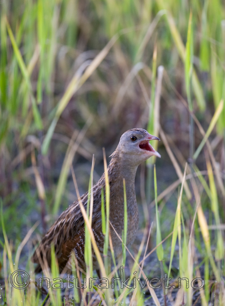 BB 11 0326 / Crex crex / åkerrikse