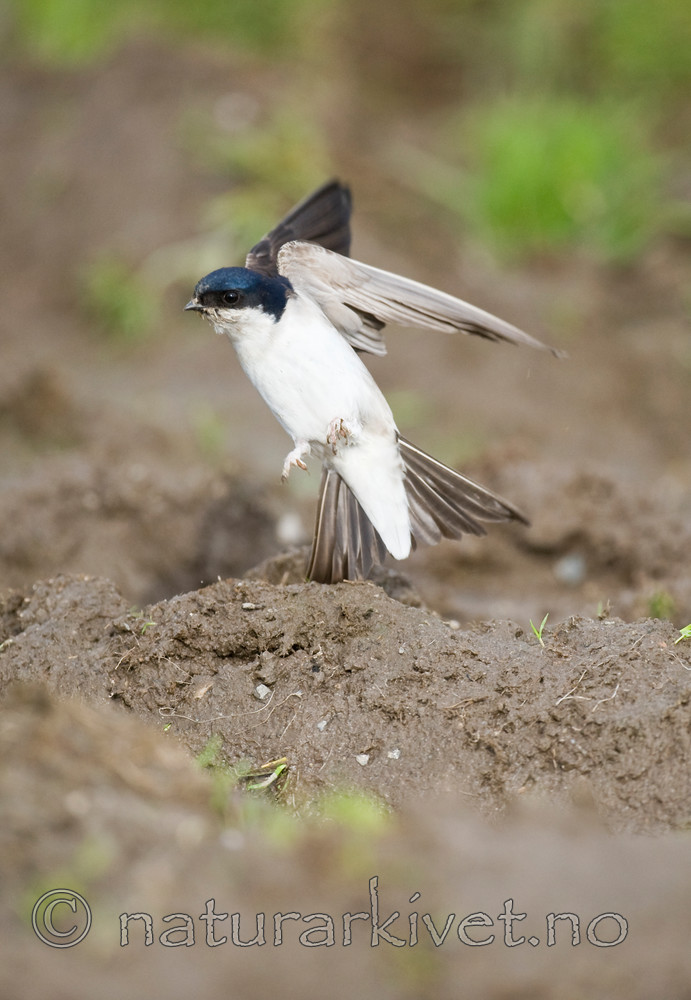BB 11 0330 / Delichon urbicum / Taksvale