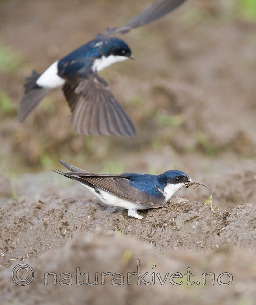 BB 11 0331 / Delichon urbicum / Taksvale